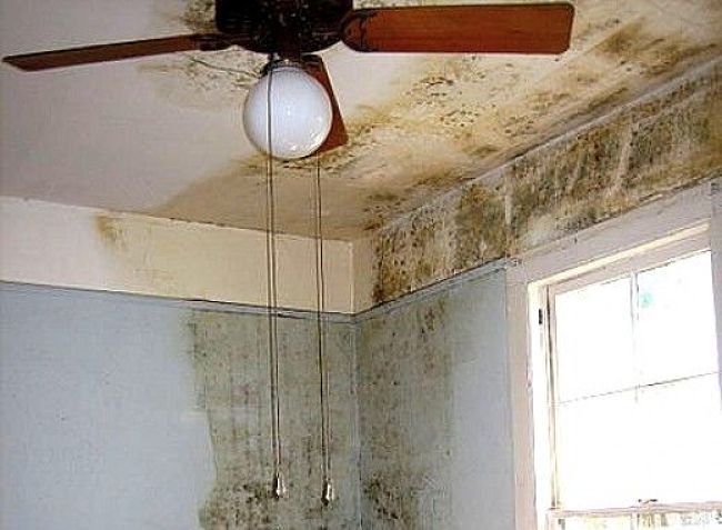 Mold infestation in homes is generally due to dampness, poor ventilation and leaky roofs, walls and rising damp from the foundations.